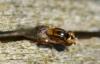Thaumatomyia notata